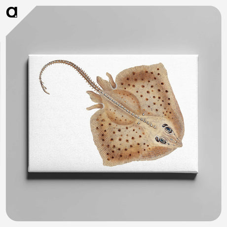 1-77_The-Natural-History-of-British-Fishes_canvas