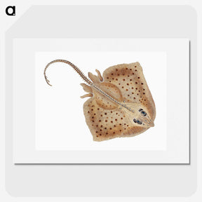 1-77_The-Natural-History-of-British-Fishes_picture
