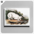 1-77_The-Viviparous-Quadrupeds_canvas