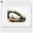 1-77_The-Viviparous-Quadrupeds_picture