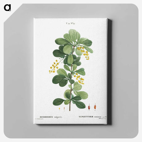 1-77_Treatise-on-Trees-and-Shrubs_canvas