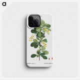 1-77_Treatise-on-Trees-and-Shrubs_phone