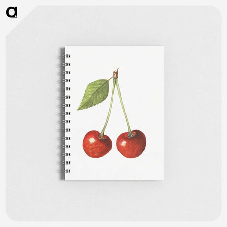 1-77_USDA-Watercolor-Fruit-Painting-Collection_memo