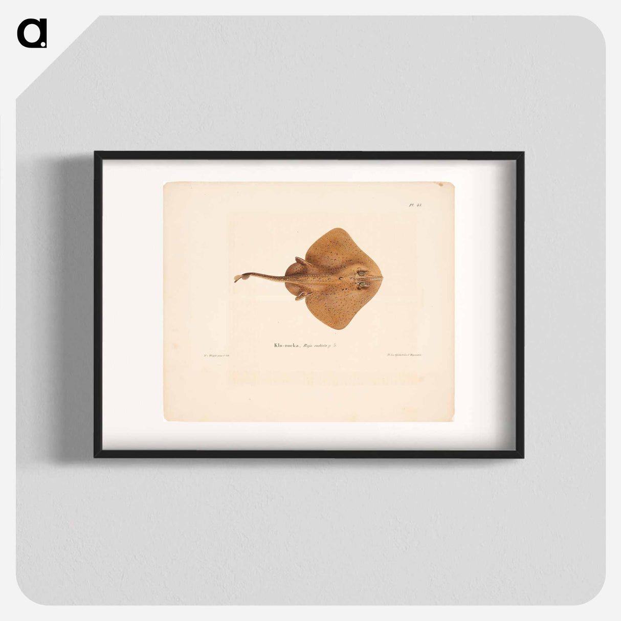 Thorny skate, female, Wilhelm von Wright - Wilhelm von Wright Poster.