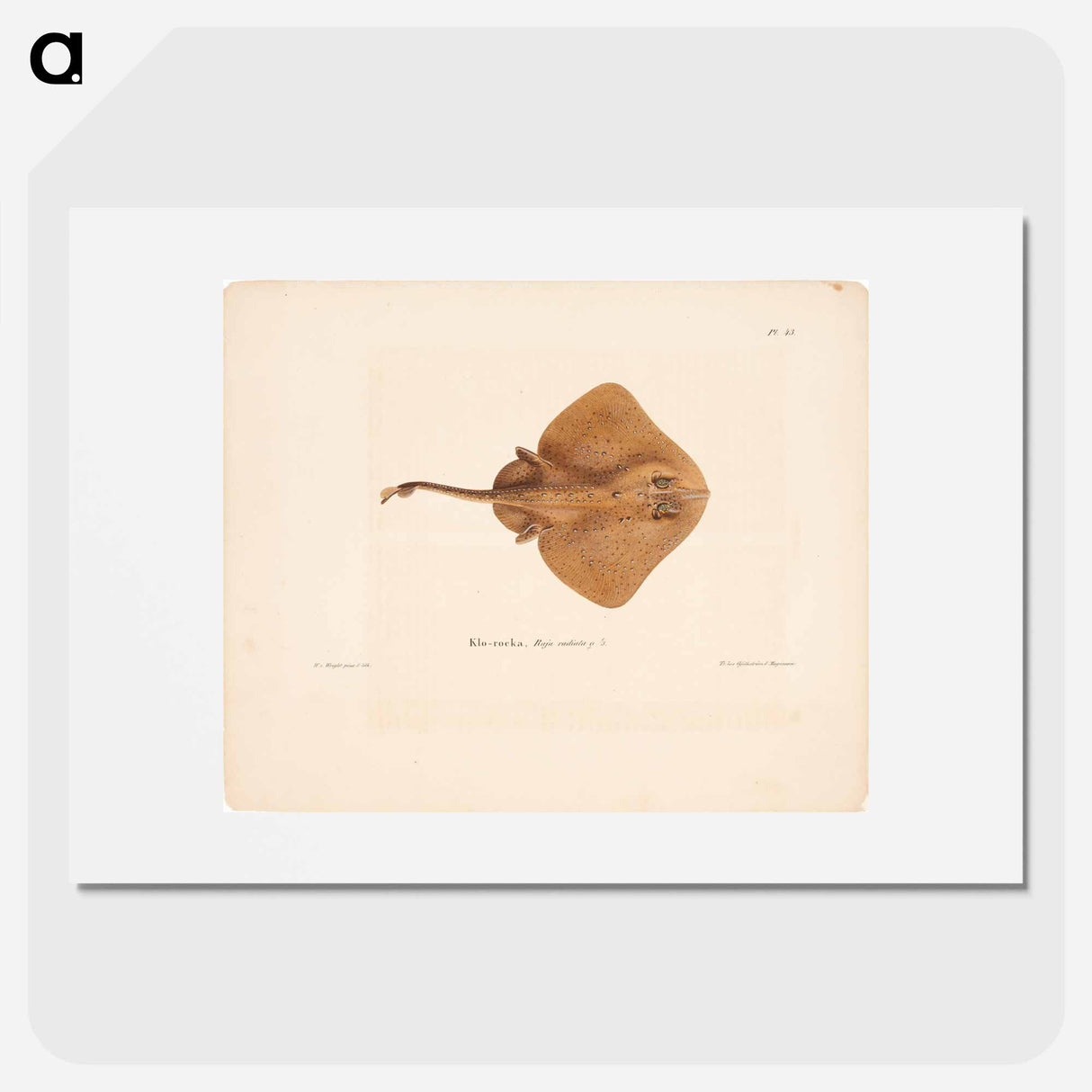 Thorny skate, female, Wilhelm von Wright - Wilhelm von Wright Poster.