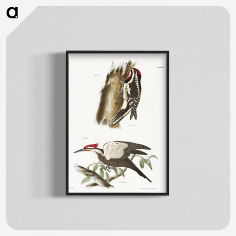 1-77_Zoology-of-New-York_blk-crop