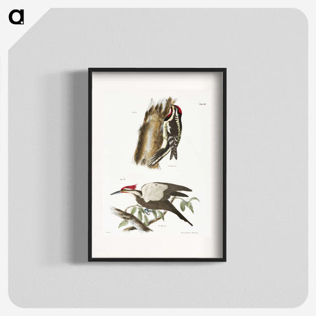 1-77_Zoology-of-New-York_blk
