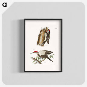 アートポスター-The Yellow-bellied Woodpecker - ニューヨークの動物学 Poster.