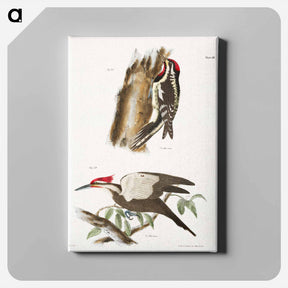 アートパネル-The Yellow-bellied Woodpecker - ニューヨークの動物学 Canvas.