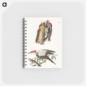 アートメモ帳-The Yellow-bellied Woodpecker - ニューヨークの動物学 Memo.