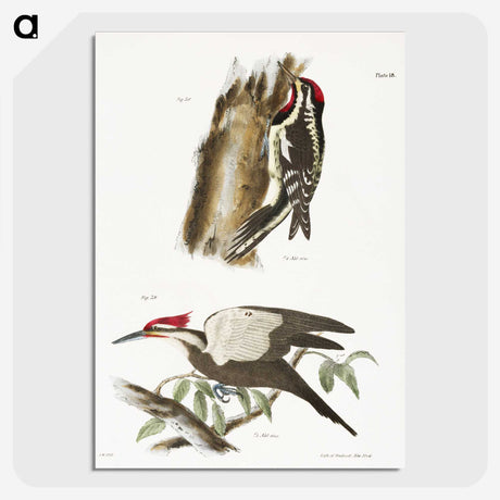 1-77_Zoology-of-New-York_picture-crop