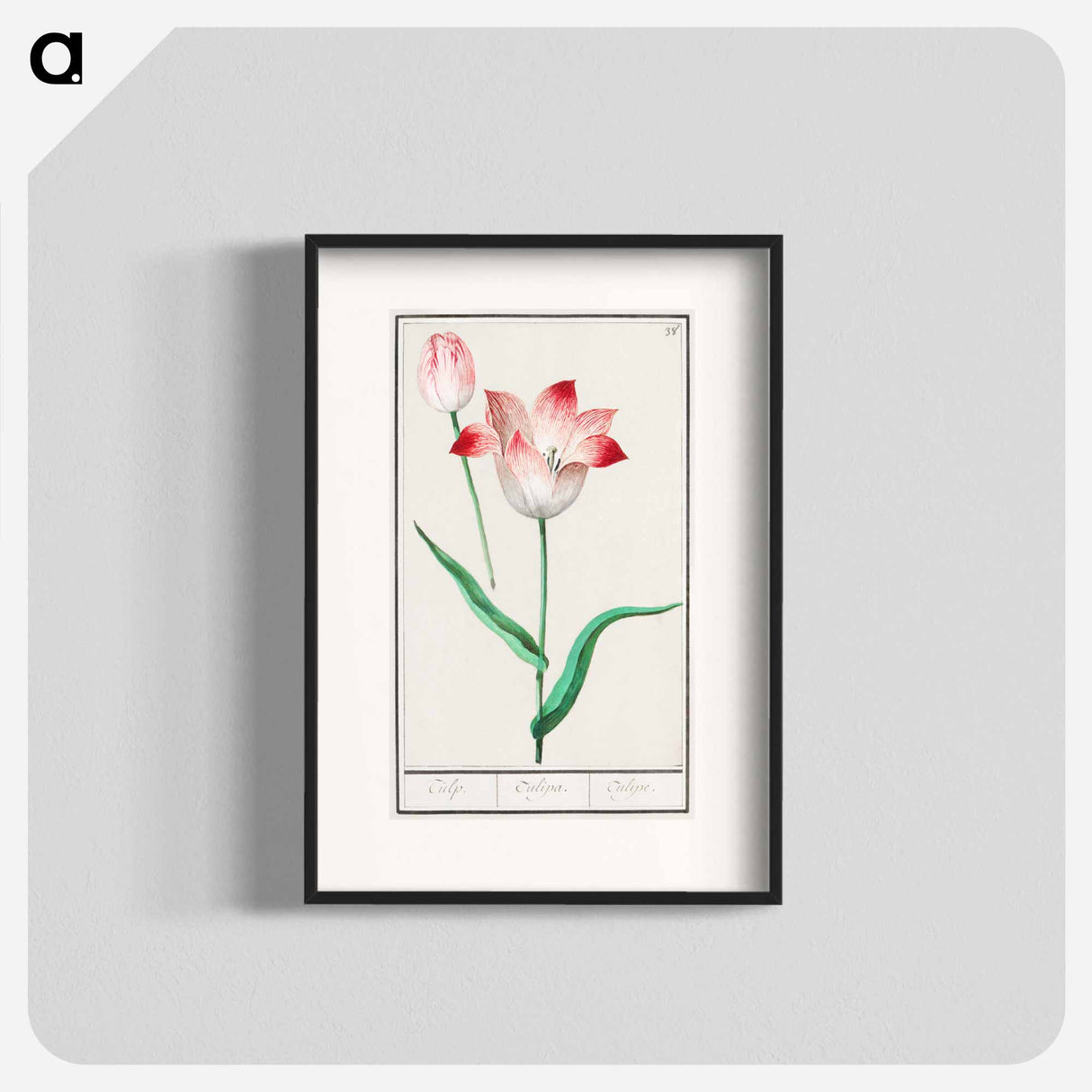 Tulip - アンセルムス ボエティウス デ ブート Poster.