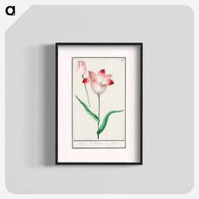 アートポスター-Tulip - アンセルムス ボエティウス デ ブート Poster.