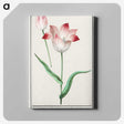 1-78_Anselmus-Boetius-de-Boodt_canvas