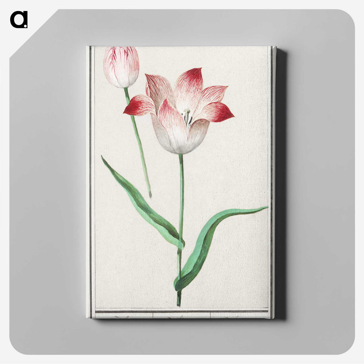 1-78_Anselmus-Boetius-de-Boodt_canvas