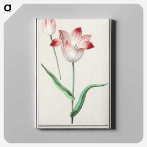 1-78_Anselmus-Boetius-de-Boodt_canvas