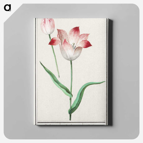 1-78_Anselmus-Boetius-de-Boodt_canvas