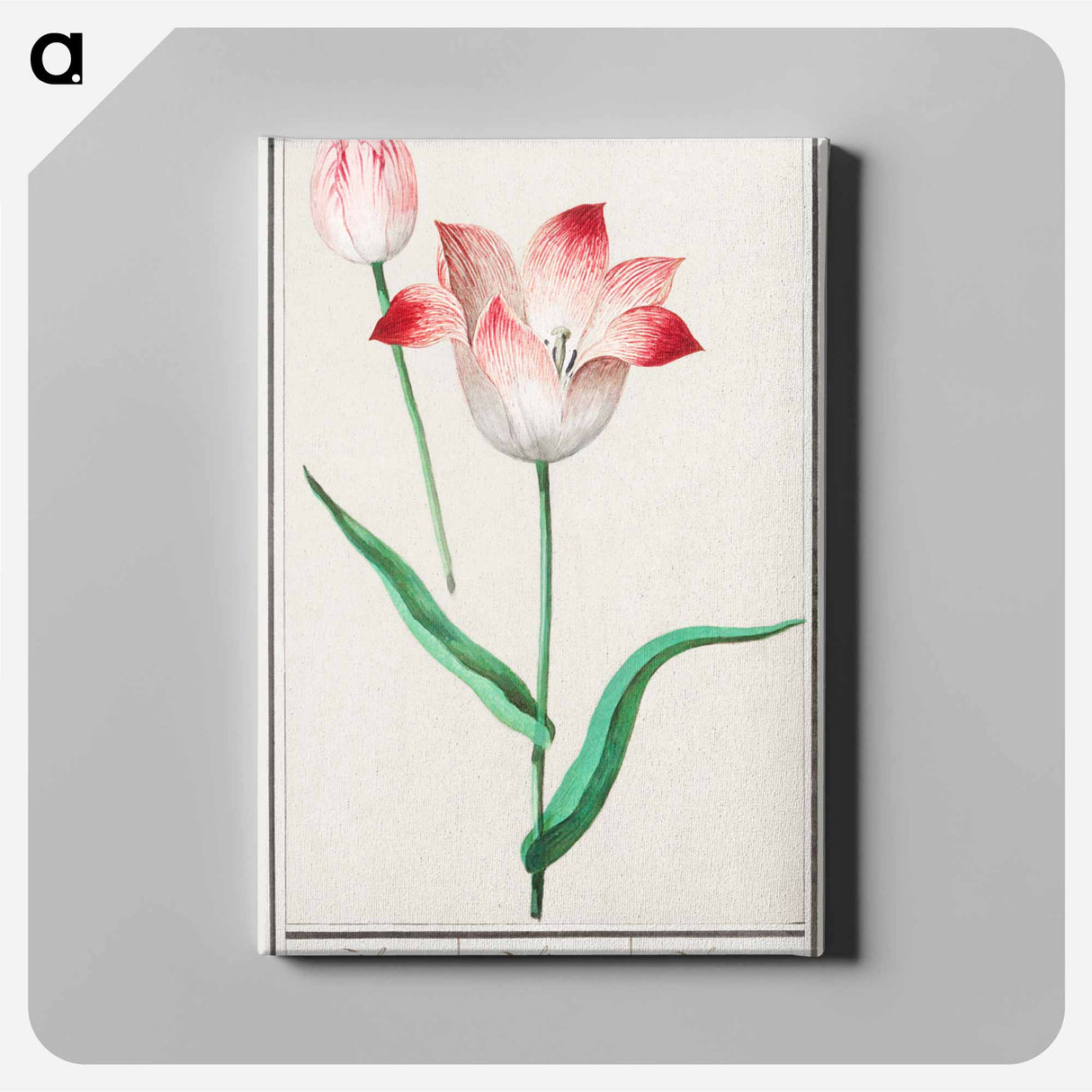 Tulip - アンセルムス ボエティウス デ ブート Canvas.