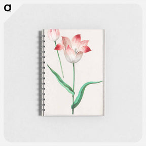 アートメモ帳-Tulip - アンセルムス ボエティウス デ ブート Memo.