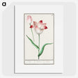 1-78_Anselmus-Boetius-de-Boodt_picture