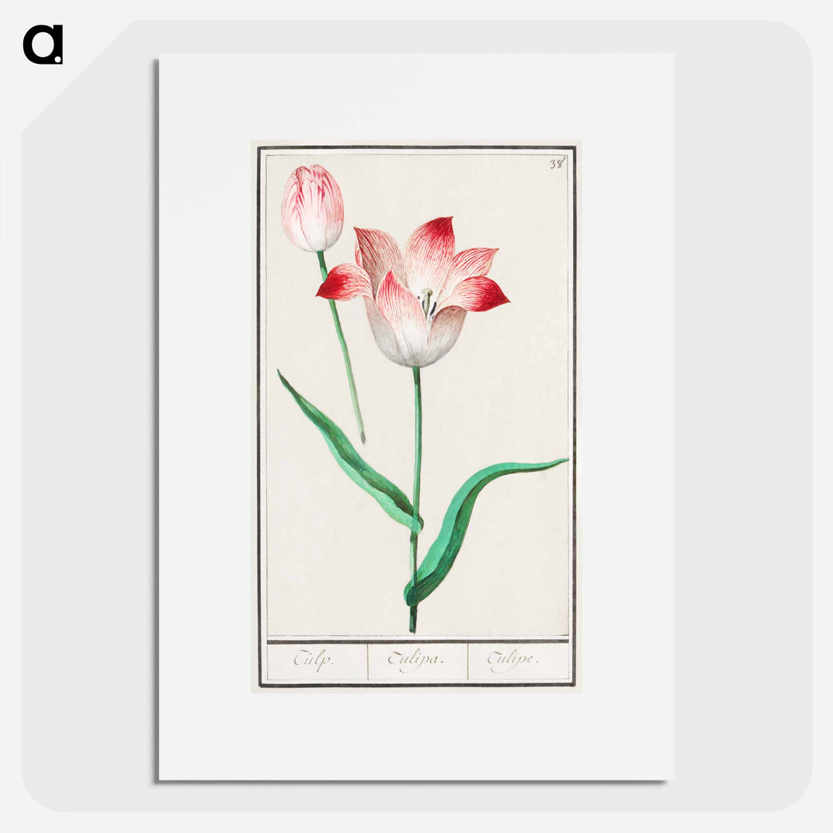 Tulip - アンセルムス ボエティウス デ ブート Poster.