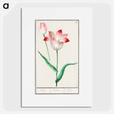 Tulip - アンセルムス ボエティウス デ ブート Poster.