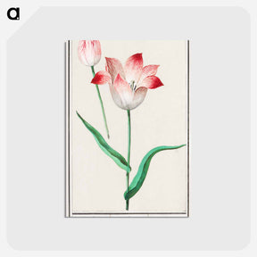 アートポストカード-Tulip - アンセルムス ボエティウス デ ブート Postcard.