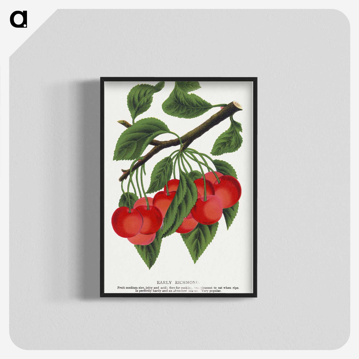 1-78_Botanical-Specimen-Plates_blk-crop