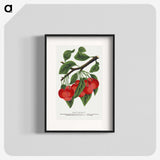1-78_Botanical-Specimen-Plates_blk