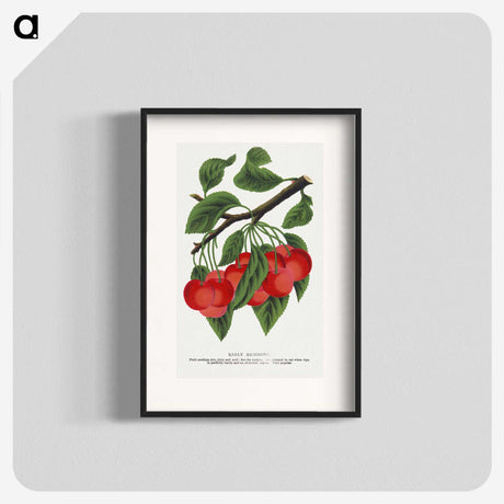 1-78_Botanical-Specimen-Plates_blk