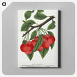 1-78_Botanical-Specimen-Plates_canvas