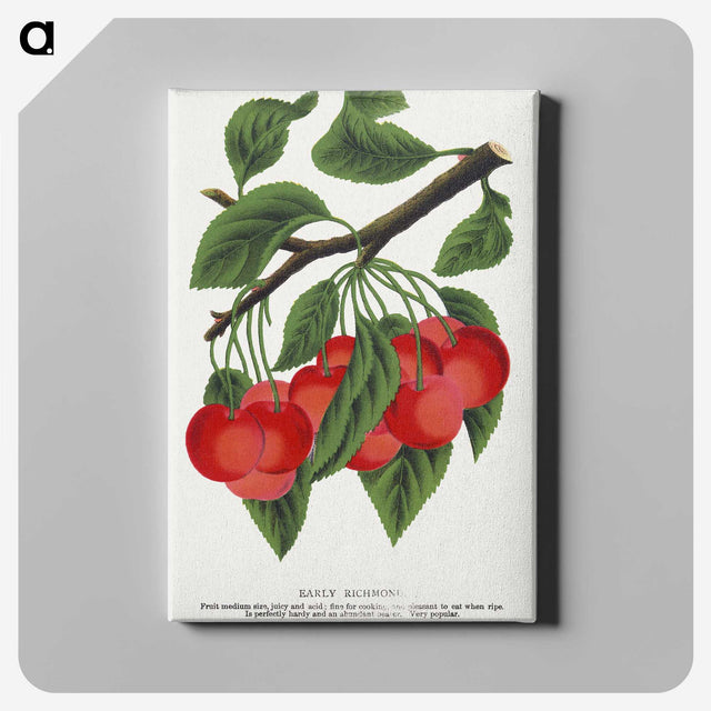 1-78_Botanical-Specimen-Plates_canvas