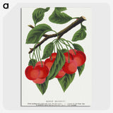 1-78_Botanical-Specimen-Plates_picture-crop