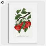1-78_Botanical-Specimen-Plates_picture