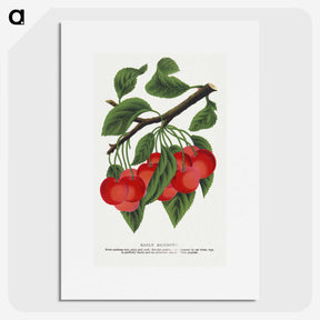 1-78_Botanical-Specimen-Plates_picture