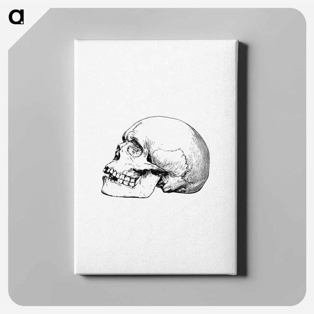 アートパネル-Skull from Voyages and Adventures in Equatorial Africa
 - 大英図書館 Canvas.