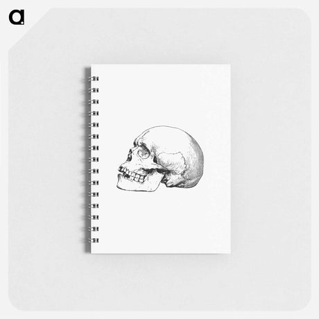 アートメモ帳-Skull from Voyages and Adventures in Equatorial Africa
 - 大英図書館 Memo.