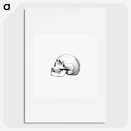 アートポスター-Skull from Voyages and Adventures in Equatorial Africa
 - 大英図書館 Poster.