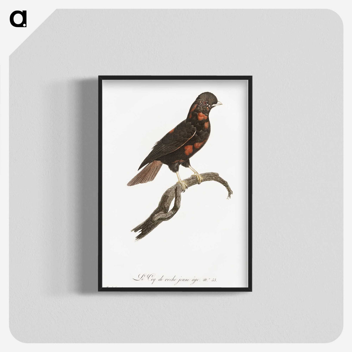 1-78_Des-Oiseaux-de-Paradis_blk-crop