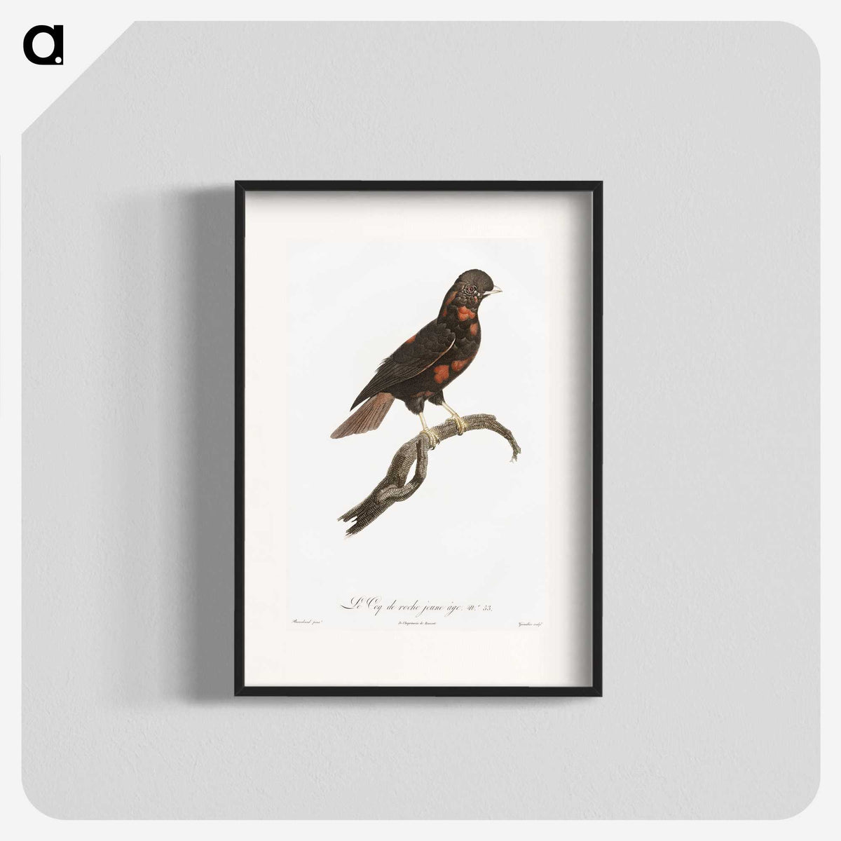 1-78_Des-Oiseaux-de-Paradis_blk