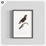1-78_Des-Oiseaux-de-Paradis_blk