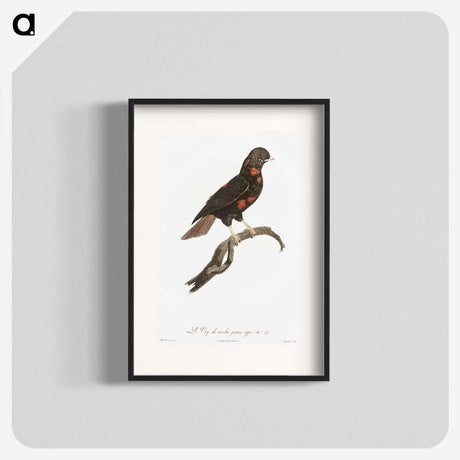 1-78_Des-Oiseaux-de-Paradis_blk