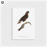 1-78_Des-Oiseaux-de-Paradis_hagaki