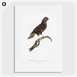 1-78_Des-Oiseaux-de-Paradis_picture