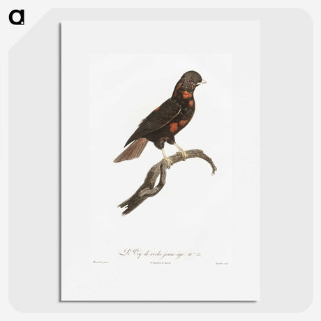 1-78_Des-Oiseaux-de-Paradis_picture
