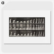 1-78_Eadweard-Muybridge_picture