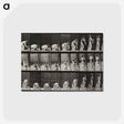 1-78_Eadweard-Muybridge_postcard