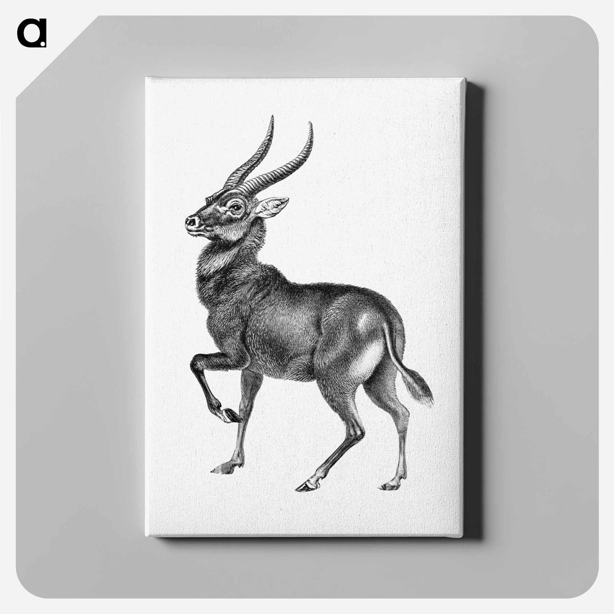 Vintage antelope wildlife illustration - エルンスト ヘッケル Canvas.