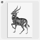 1-78_Ernst-Haeckel_picture-crop