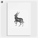 Vintage antelope wildlife illustration - エルンスト ヘッケル Poster.